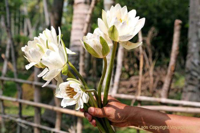 Bouquet de White Lotus Khone Ilha, Laos