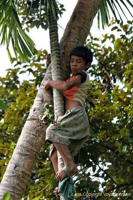 Perigosa betel picking, Khone Ilha, Laos