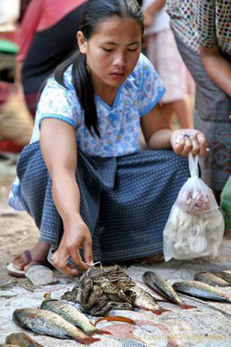 Frogs, Khong Ilha, Laos