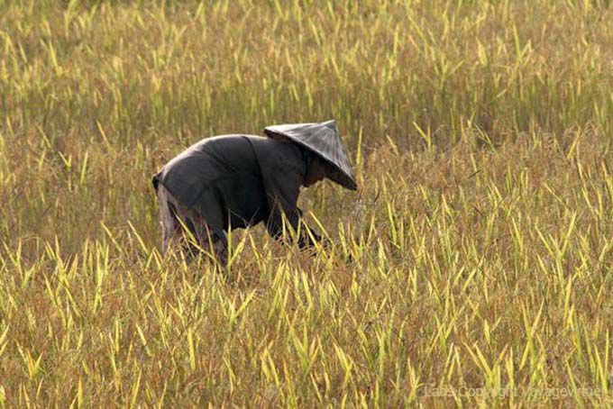 No campo de arroz, Ban Thakho, Laos