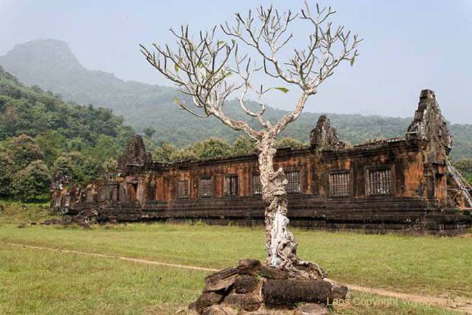 Frangipani em North Palace, Wat Phou, Laos