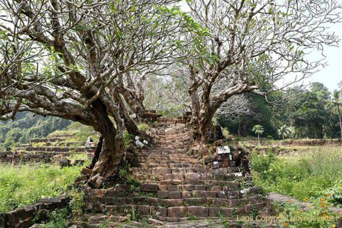 Escadaria coberta de frangipani, Wat Phou, Laos