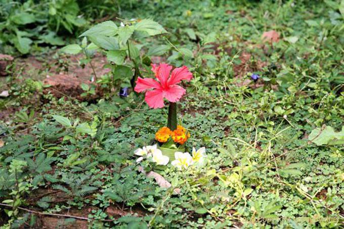 Oferecer flores, Vat Phou, Laos