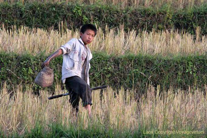Criança em escolher campos de arroz de caranguejo, Xieng Khouang, Laos