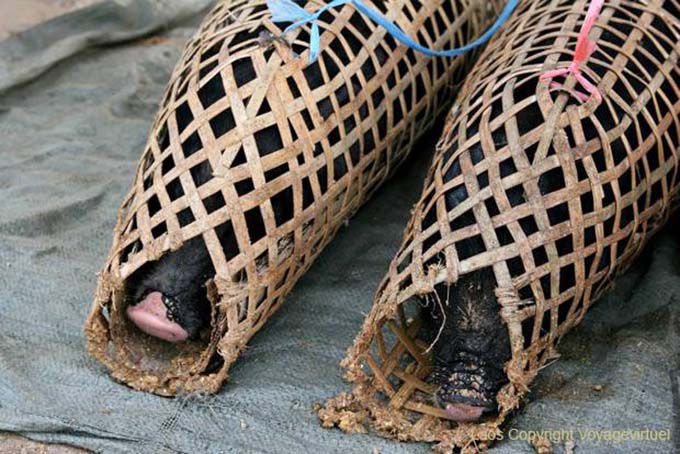 Suínos empacotados, Xieng Khouang, Laos