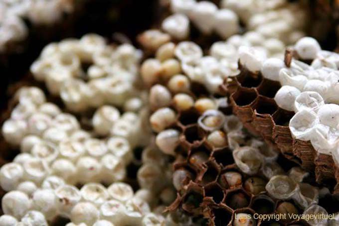 Larvas Hornet a gosto, Xieng Khouang, Laos