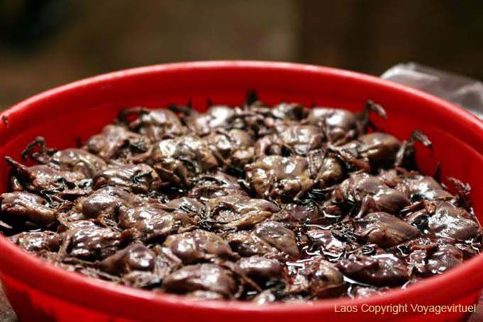 Swallows, prato tradicional, Xieng Khouang, Laos