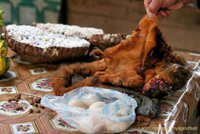 Esquilo voador oferecido ao mercado, Xieng Khouang, Laos