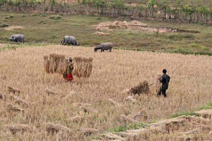 O trabalho duro nos campos, Xieng Khouang, Laos