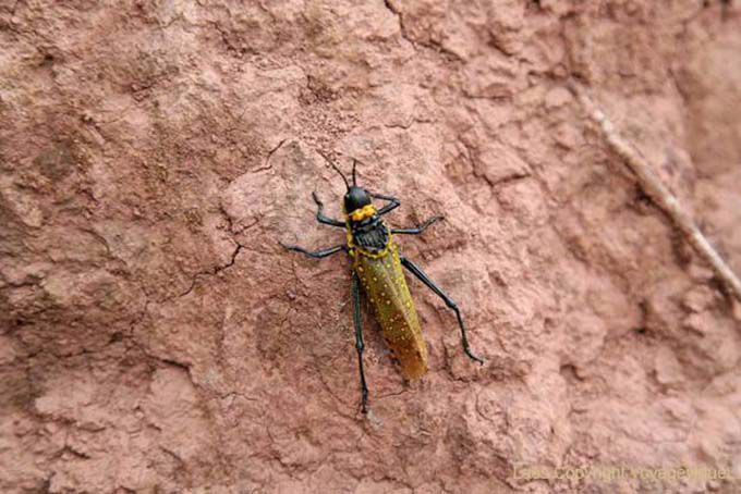 Gafanhoto preto e amarelo, planície dos frascos Xieng Khouang, Laos