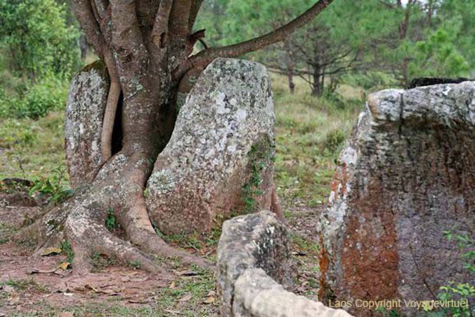 Jarre quebrado por uma árvore, planície dos frascos Xieng Khouang, Laos