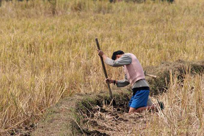 Pesquisa caranguejos ricefield, Represa tailandesa, Xieng Khouang, Laos