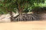 Imbróglio Root ao longo do rio Mekong, Luang Prabang, Laos.