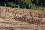 Cultivadores pleno esforço, Luang Prabang, Laos.