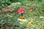 Oferecer flores, Vat Phou, Laos.