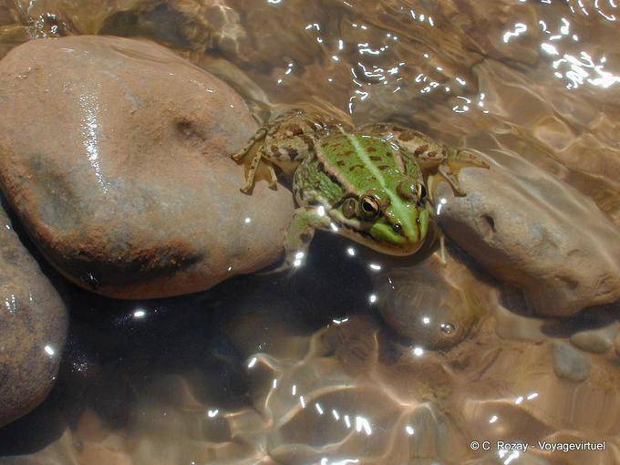 O sapo verde no Vale da Rosa - Marrocos