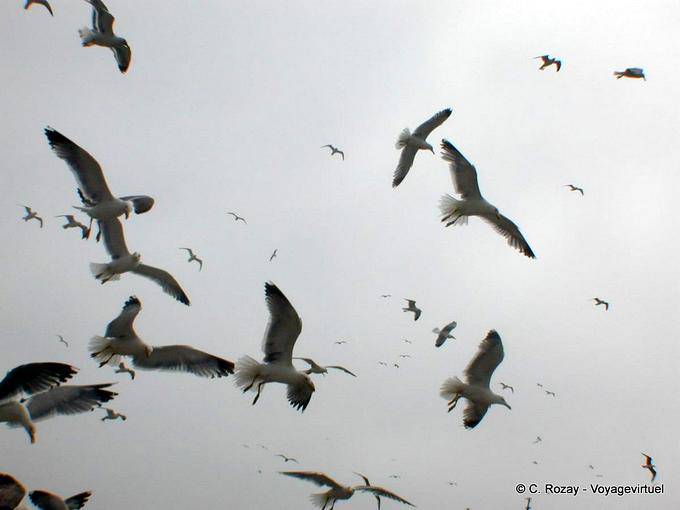 Enxame de aves marinhas acima do porto de Essaouira - Marrocos