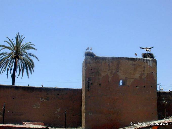 Cegonhas aninhadas nas muralhas, Marrakech - Marrocos