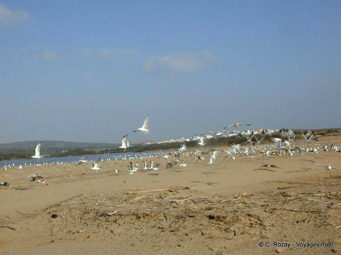 Birds perto da foz do Igrounzar barranco, Essaouira - Marrocos