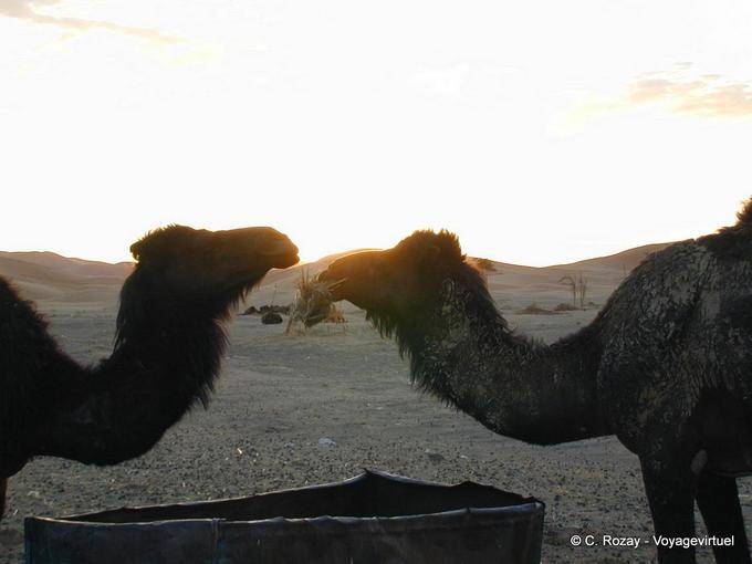 Dromedaries restaurante ao nascer do sol, Merzouga - Marrocos