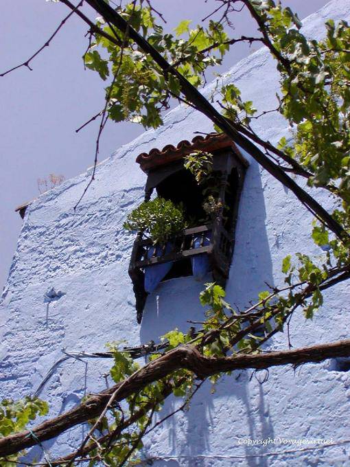 Vines e janela de treliça, Chefchaouen - Marrocos