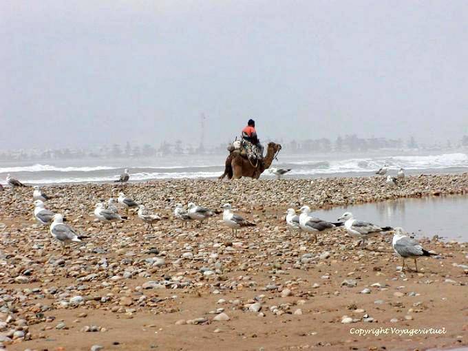 Praia com aves marinhas, um camelo e mar selvagem, Essaouira - Marrocos