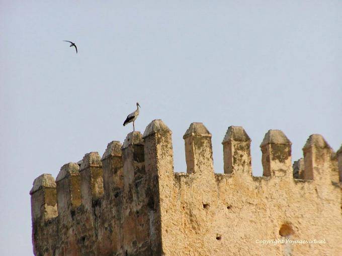 Cegonha Martinet em voo e nas ameias do Grande Mechouar Fès - Marrocos