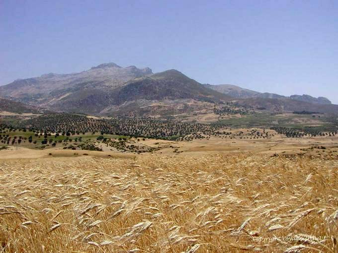 Montanhas do Rif e campo de trigo perto de Beni Darkoul - Marrocos