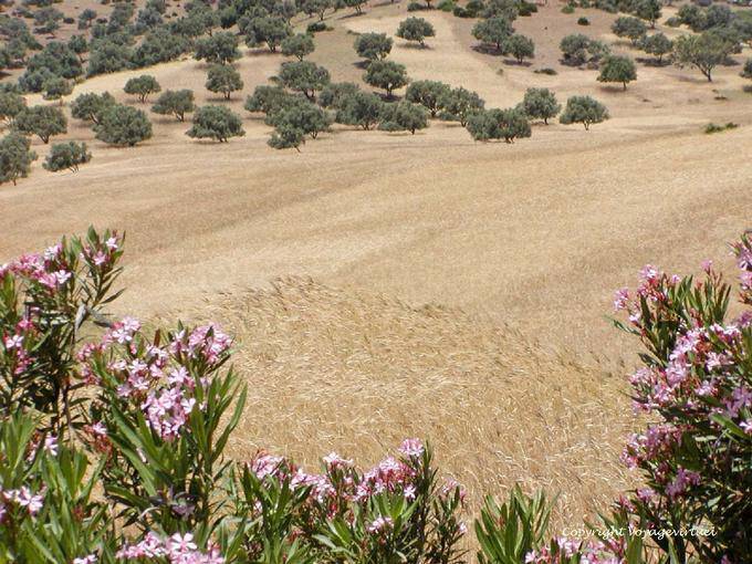 Campos e oliveiras ao longo do Oued Lau, Western Rif - Marrocos