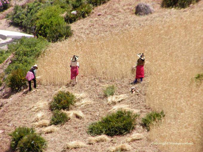 Mulheres vestindo o chapéu típico Rif durante a colheita, Lau Vale do Oued - Marrocos