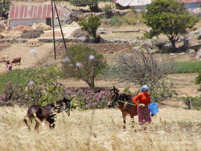 Vida de país à beira de uma fazenda, desfiladeiros do Oued Lau, Rif - Marrocos