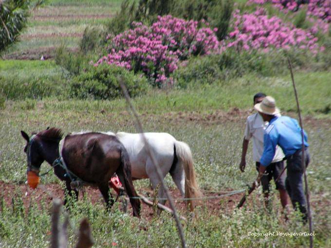 Lavrar é feito com cavalos puxando o arado, Amaghousse - Marrocos