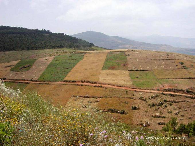 Os campos de trigo e de kif, Rif - Marrocos