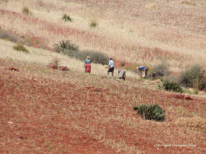 Camponeses no trabalho, a colheita manual Rif - Marrocos