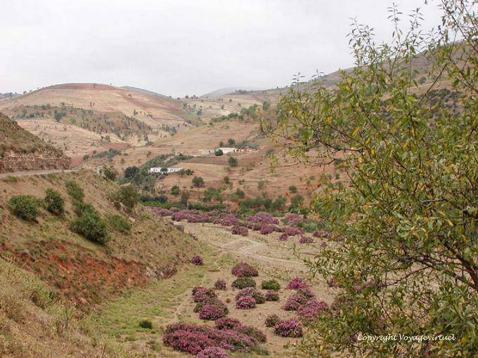 Paisagem montanhosa e loendros, Rif - Marrocos
