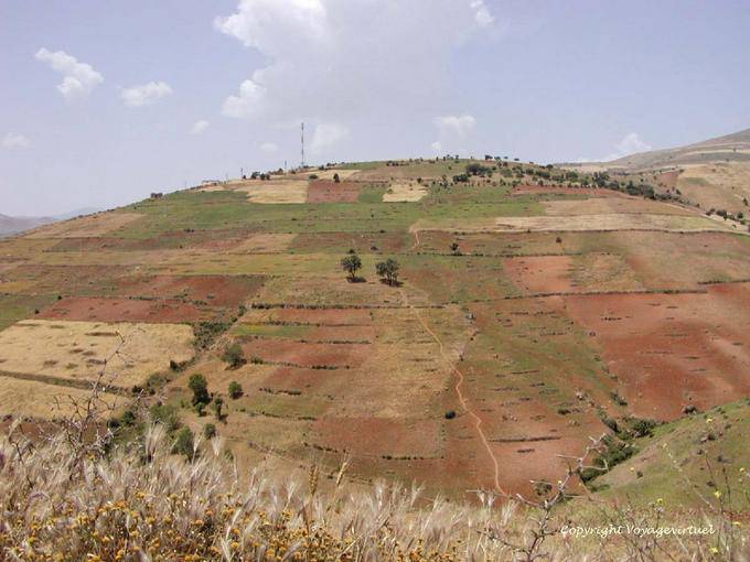 Culturas mistas do Rif, cereais e cannabis - Marrocos