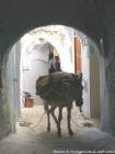 Donkey selado em um beco, Medina, Chefchaouen, Marrocos.