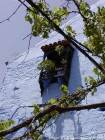 Vines e janela de treliça, Chefchaouen, Marrocos.