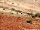 Camponeses no trabalho, a colheita manual Rif, Marrocos.