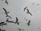 Enxame de aves marinhas acima do porto de Essaouira, Marrocos.