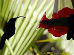 Colibri reabastecimento obter comida doce, Martinica.