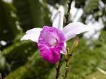 Um jardim de orquídeas de Balata, Martinica.