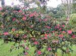 Calliandra tweedii ou árvore com puffs, Balata Garden, Martinica.