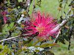 Sem dúvida, um haematocephala Calliandra, jardim Balata, Martinica.