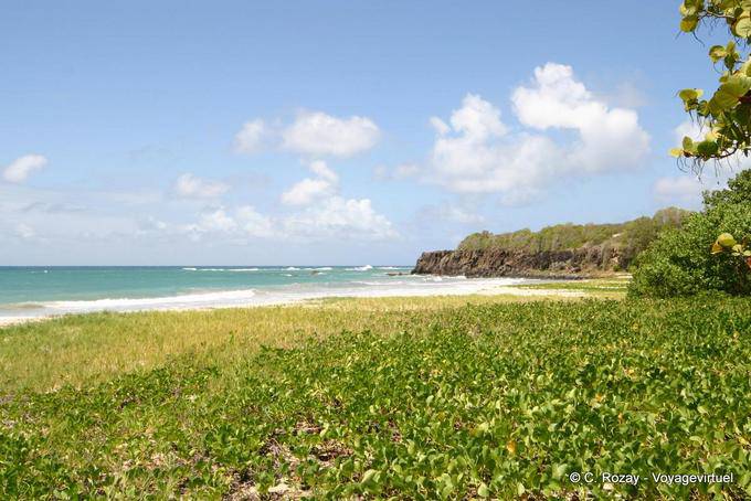 Anse à Prunes, vegetação na praia - Martinica