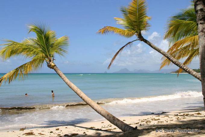 Palmeiras que encontram-se no Grande Anse des Salines - Martinica