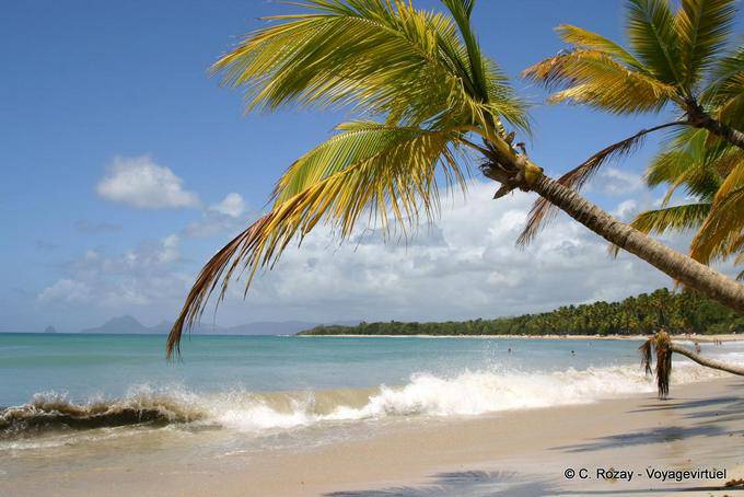 Anse des Salines, praia e coqueiros - Martinica