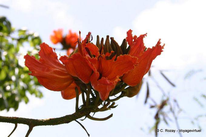 Flamboyant, regia flor Delonix - Martinica