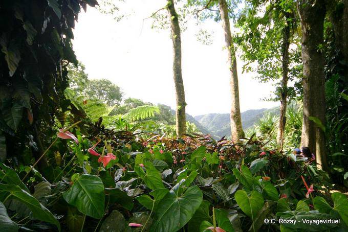 Anthurium, Jardim Balata - Martinica