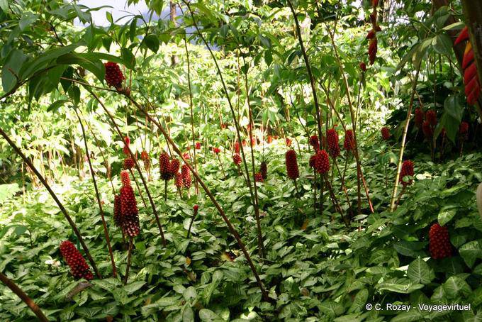 Jogo de dirzoi vermelho Coctus, Jardim Balata - Martinica